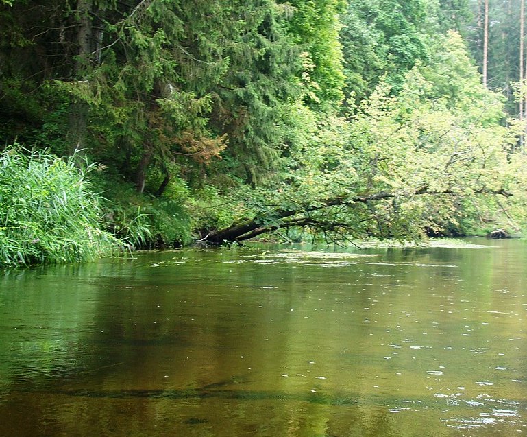 Wszystkie wody górskie PZW Białystok z zakazem zabierania ryb